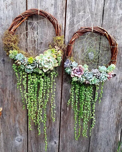 Sun Jun 21  Succulent Wind Catcher 260621151